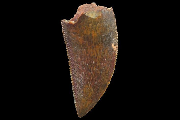 Serrated, Raptor Tooth - Real Dinosaur Tooth #179564